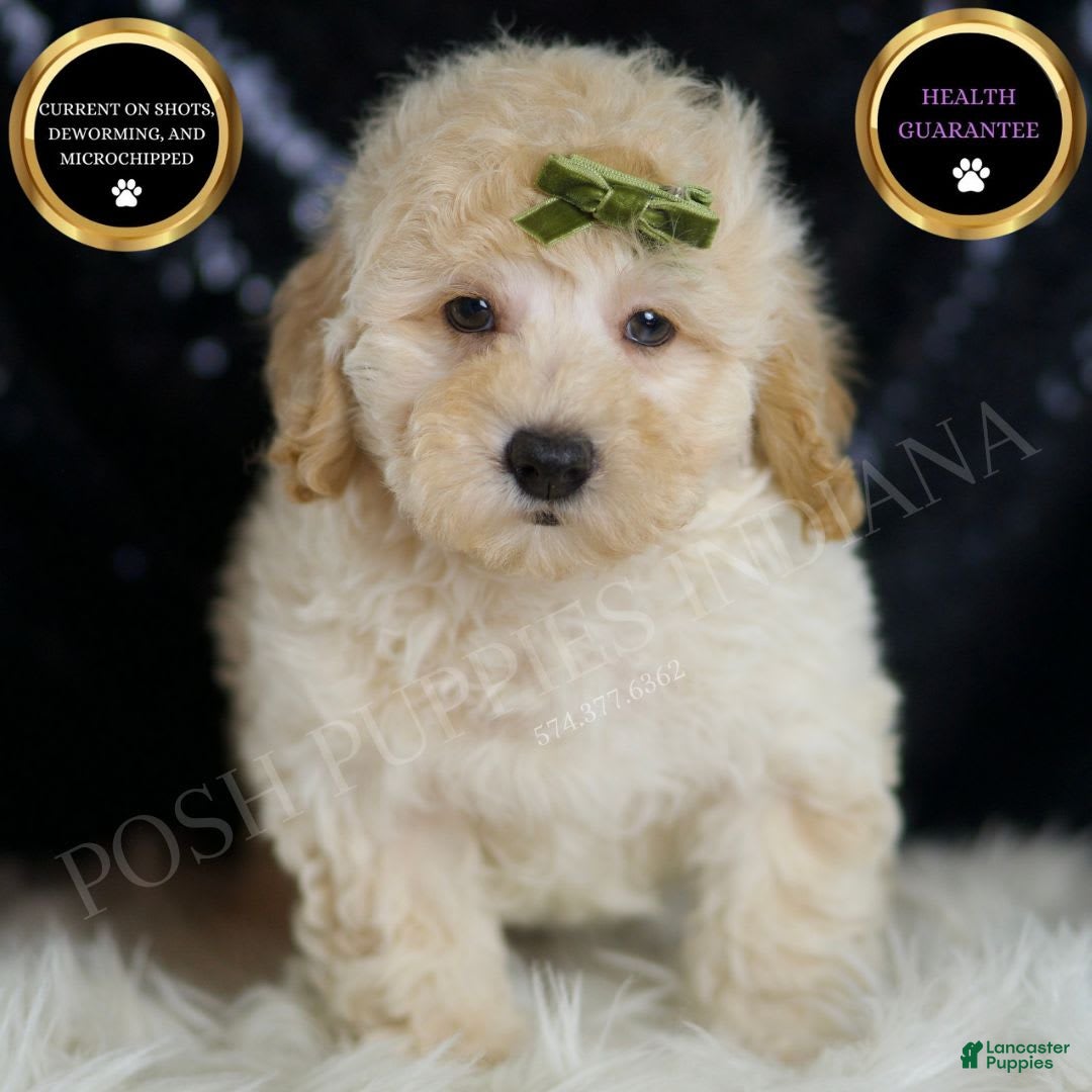 Mini Goldendoodle dogs Buggy - Ad 23