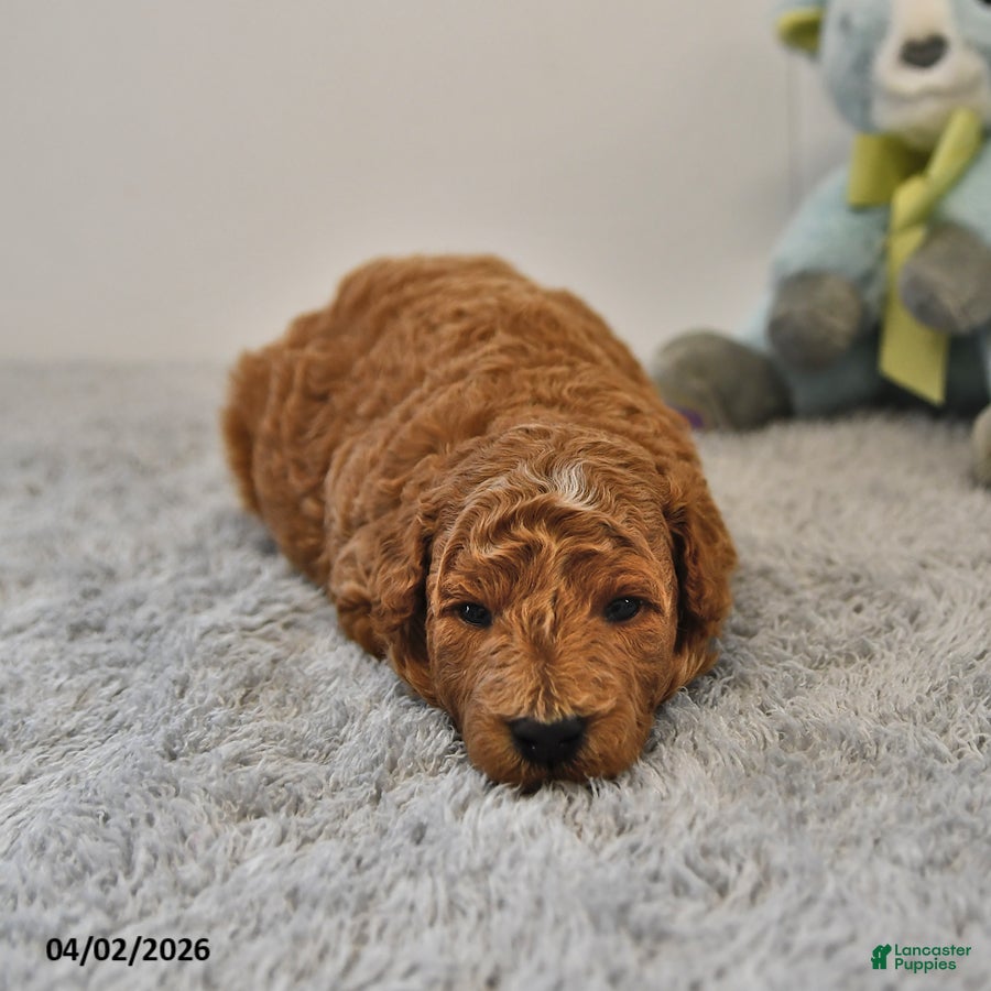 Mini Goldendoodle dogs Rocky - Ad 1