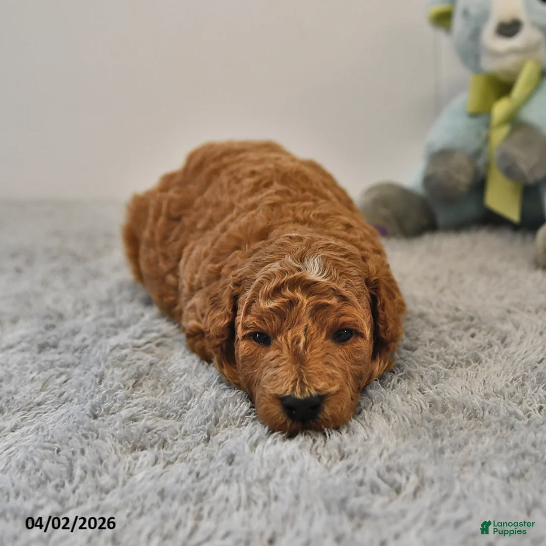 Mini Goldendoodle dogs for sale: Rocky - Ad 1