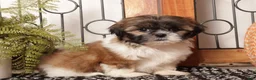 Shih Tzu dogs for sale: Willow - Playful Female Shih Tzu  - Ad 4