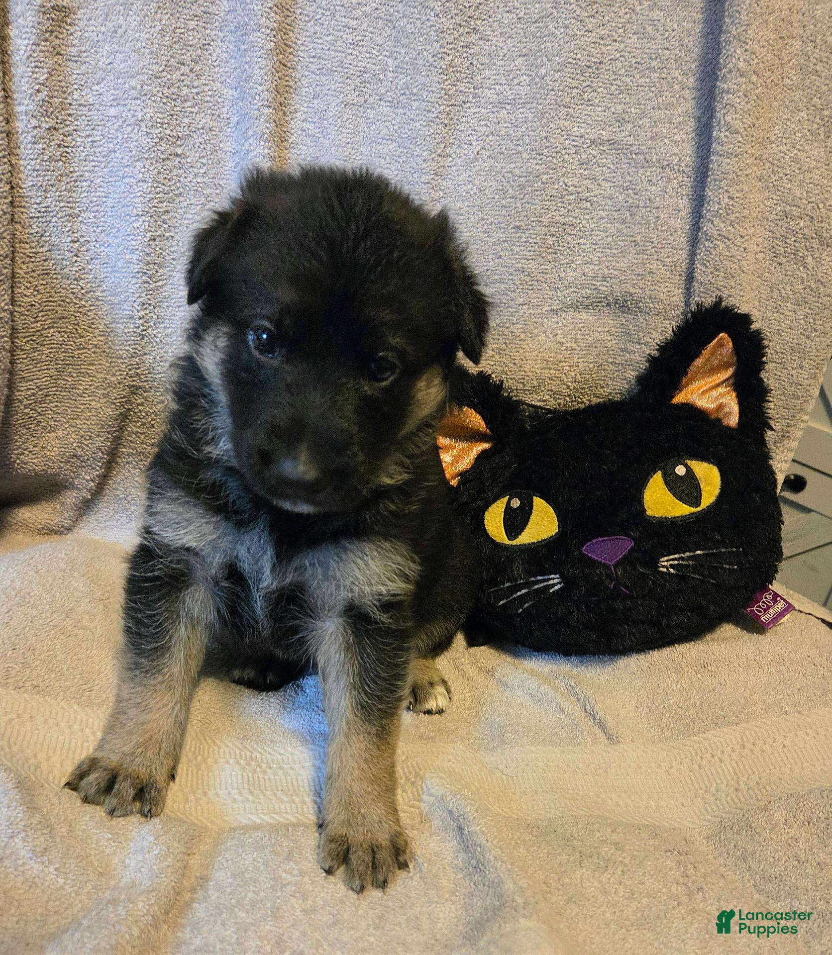 German Shepherd dogs Polly - Ad 2