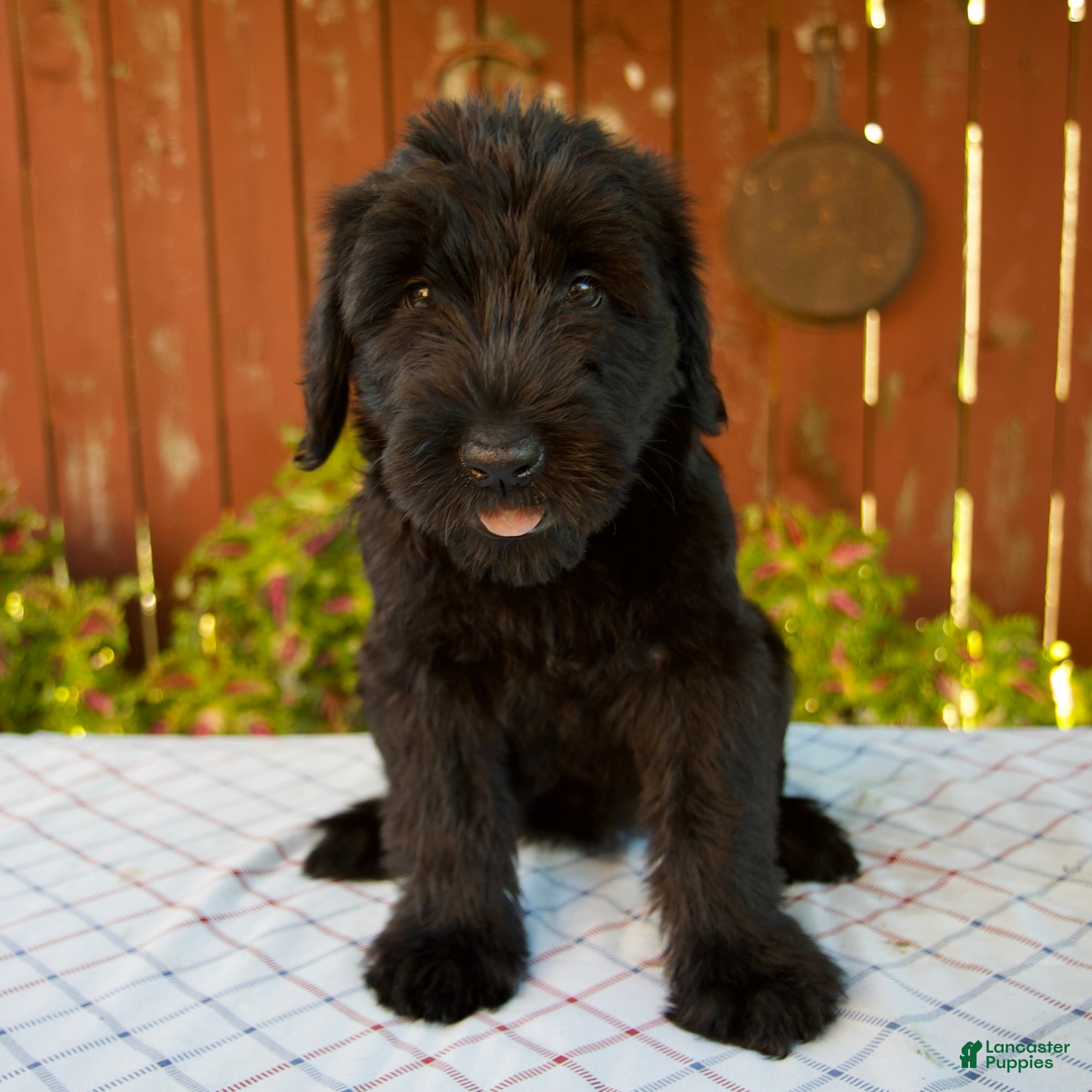 Giant Schnauzer dogs Olivia - Ad 1