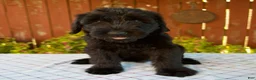 Giant Schnauzer dogs for sale: Olivia - Ad 1