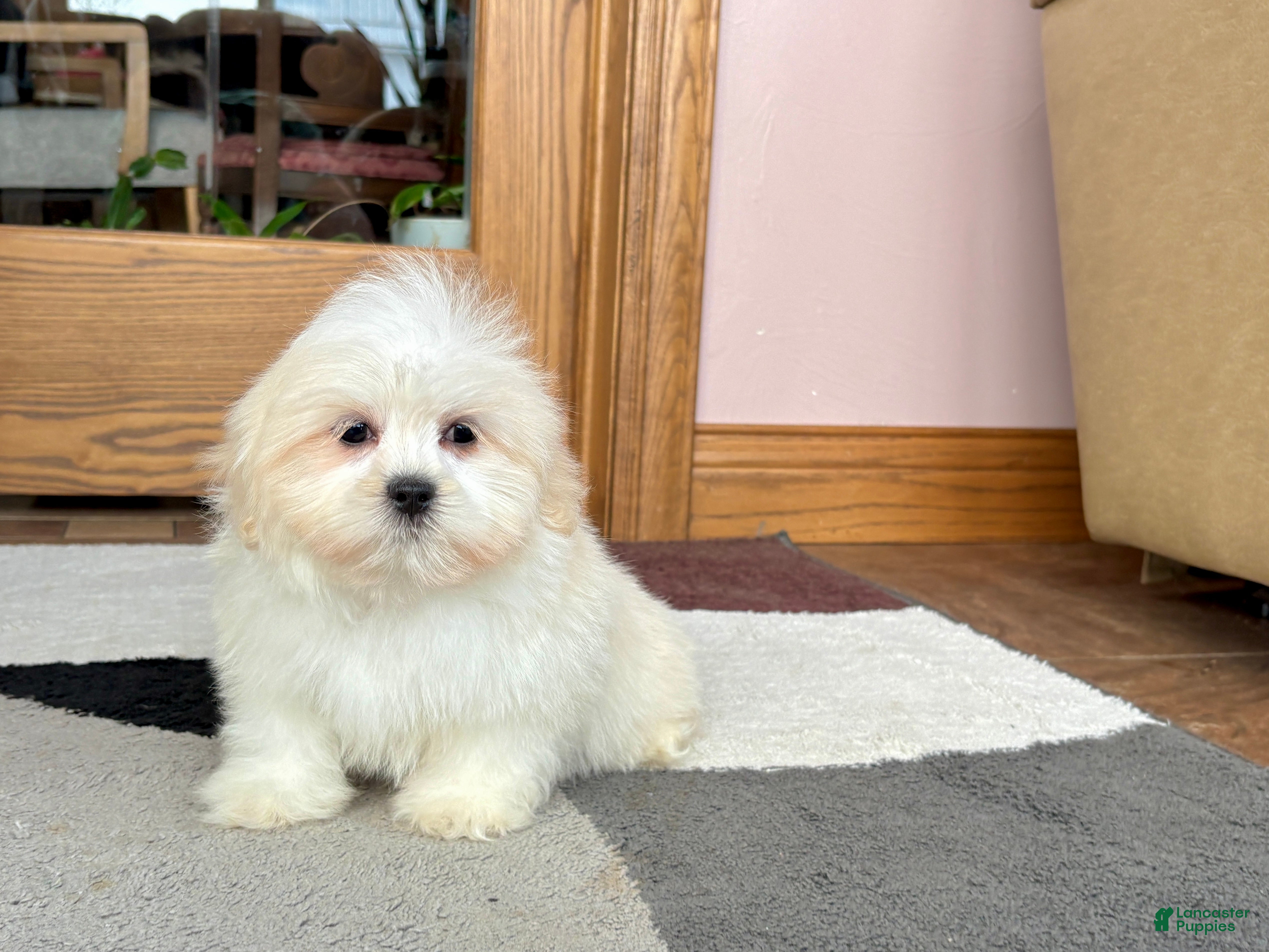 Lhasa Apso dogs Laura - Ad 10