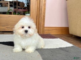 Lhasa Apso dogs Laura - Ad 10