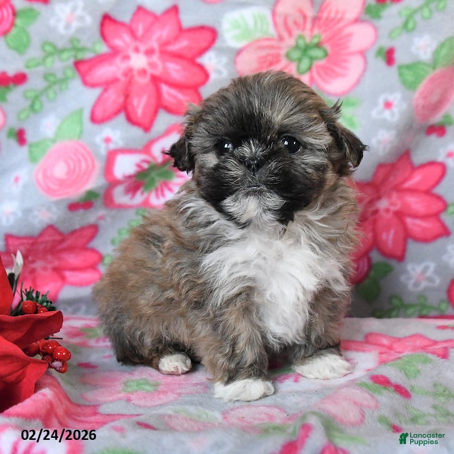 Teddy Bear dogs Captain - Ad 2