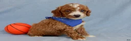 Mini Goldendoodle dogs for sale: Milo - Ad 3