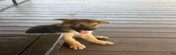 German Shepherd dogs for sale: Diesel - Ad 10