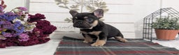 French Bulldog dogs for sale: Scout - Ad 7