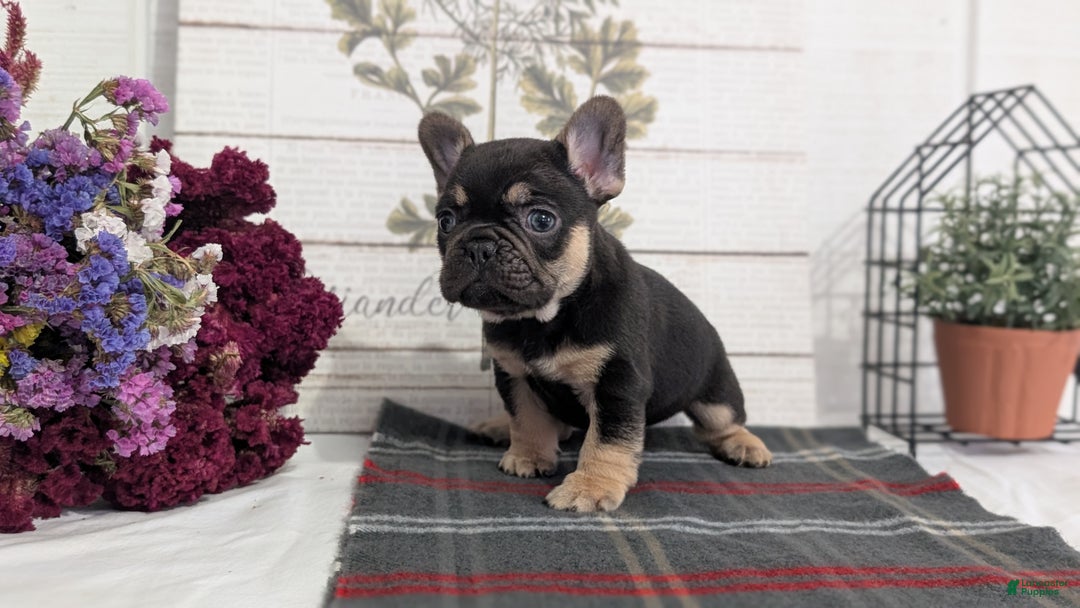French Bulldog dogs for sale: Scout - Ad 7
