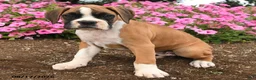 Boxer dogs for sale: Tia  - Ad 3