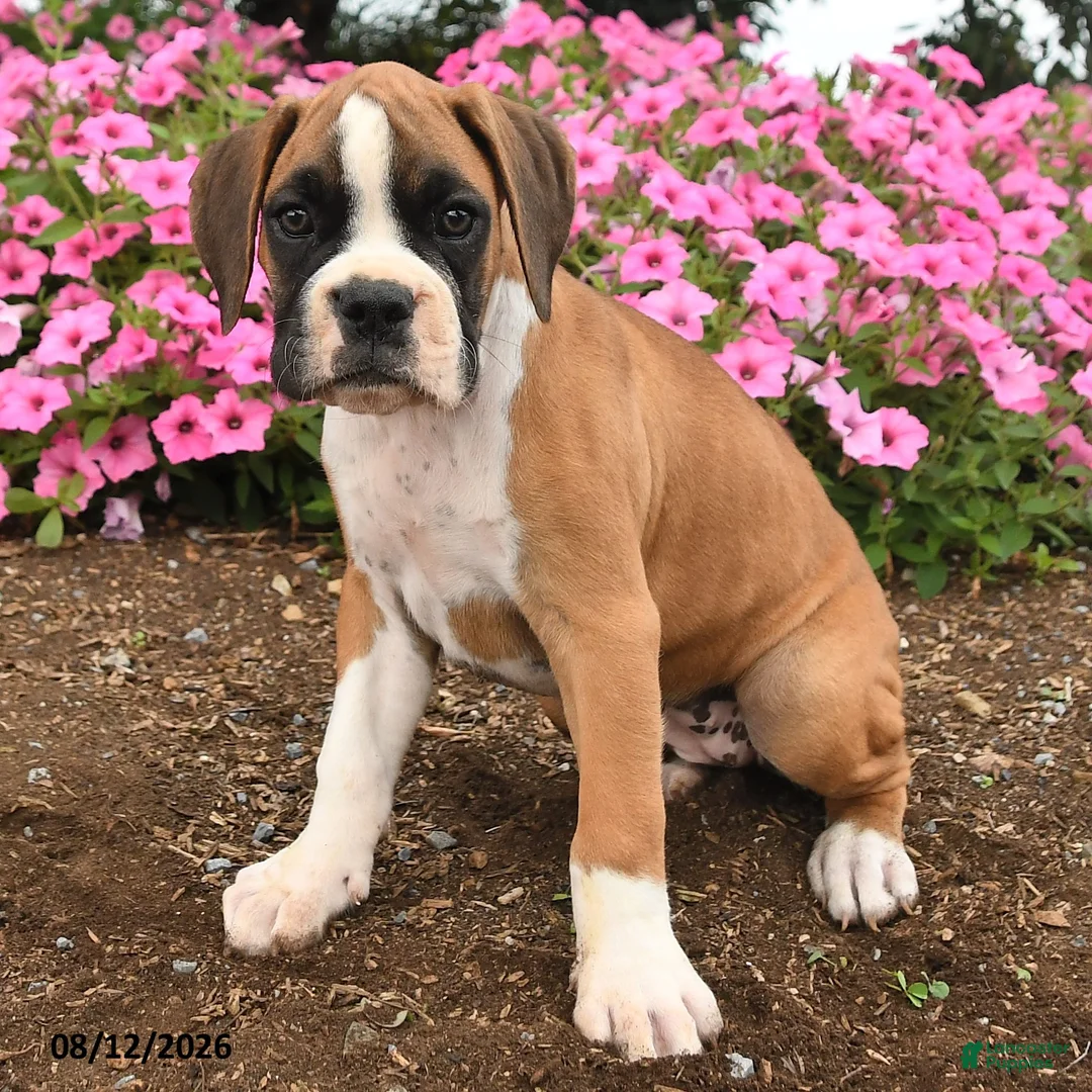 Boxer dogs for sale: Tia  - Ad 3