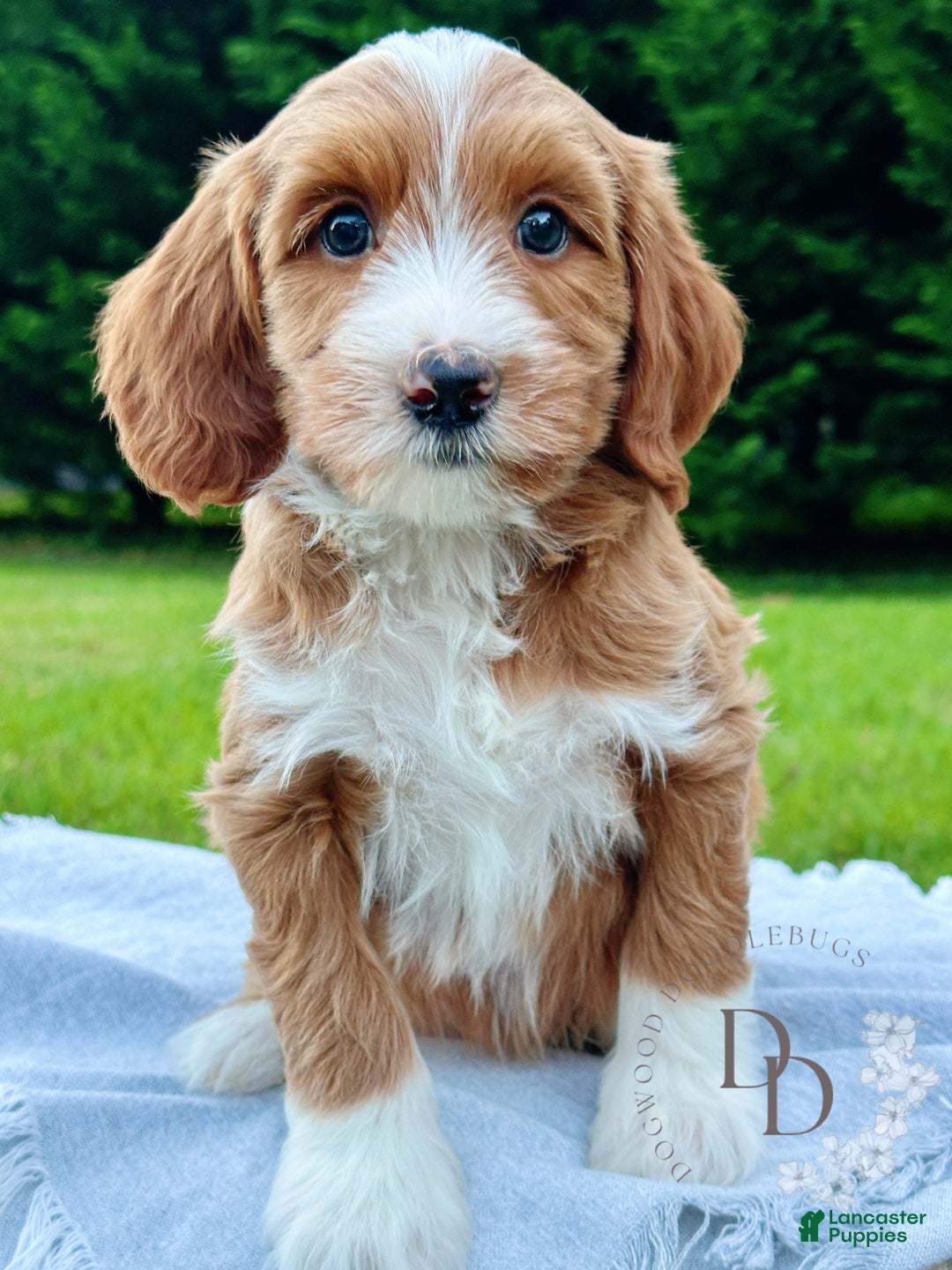 Mini Goldendoodle dogs for sale: Bentley - Ad 1