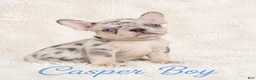 French Bulldog dogs for sale: Casper Boy - Ad 9