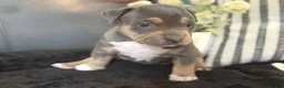 American Bully dogs for sale: Calypso  - Ad 3