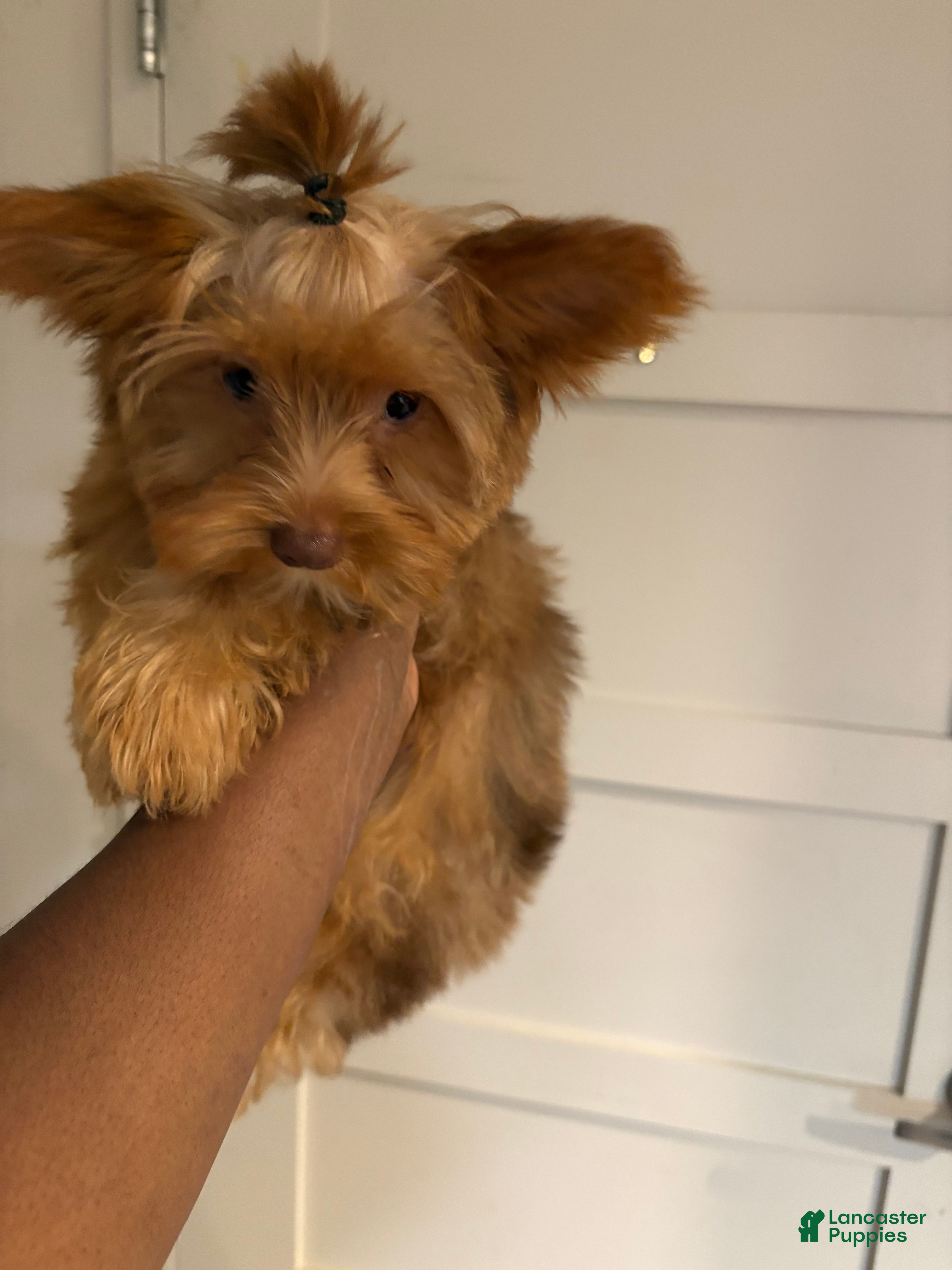 Yorkshire Terrier dogs Autumn - Ad 1