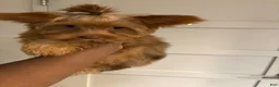 Yorkshire Terrier dogs for sale: Autumn - Ad 1