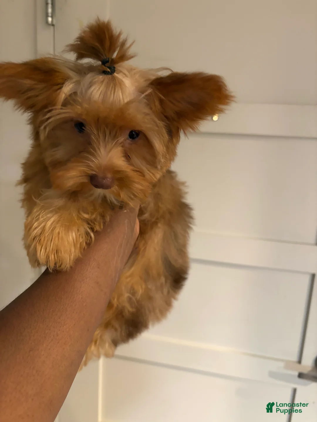 Yorkshire Terrier dogs for sale: Autumn - Ad 1