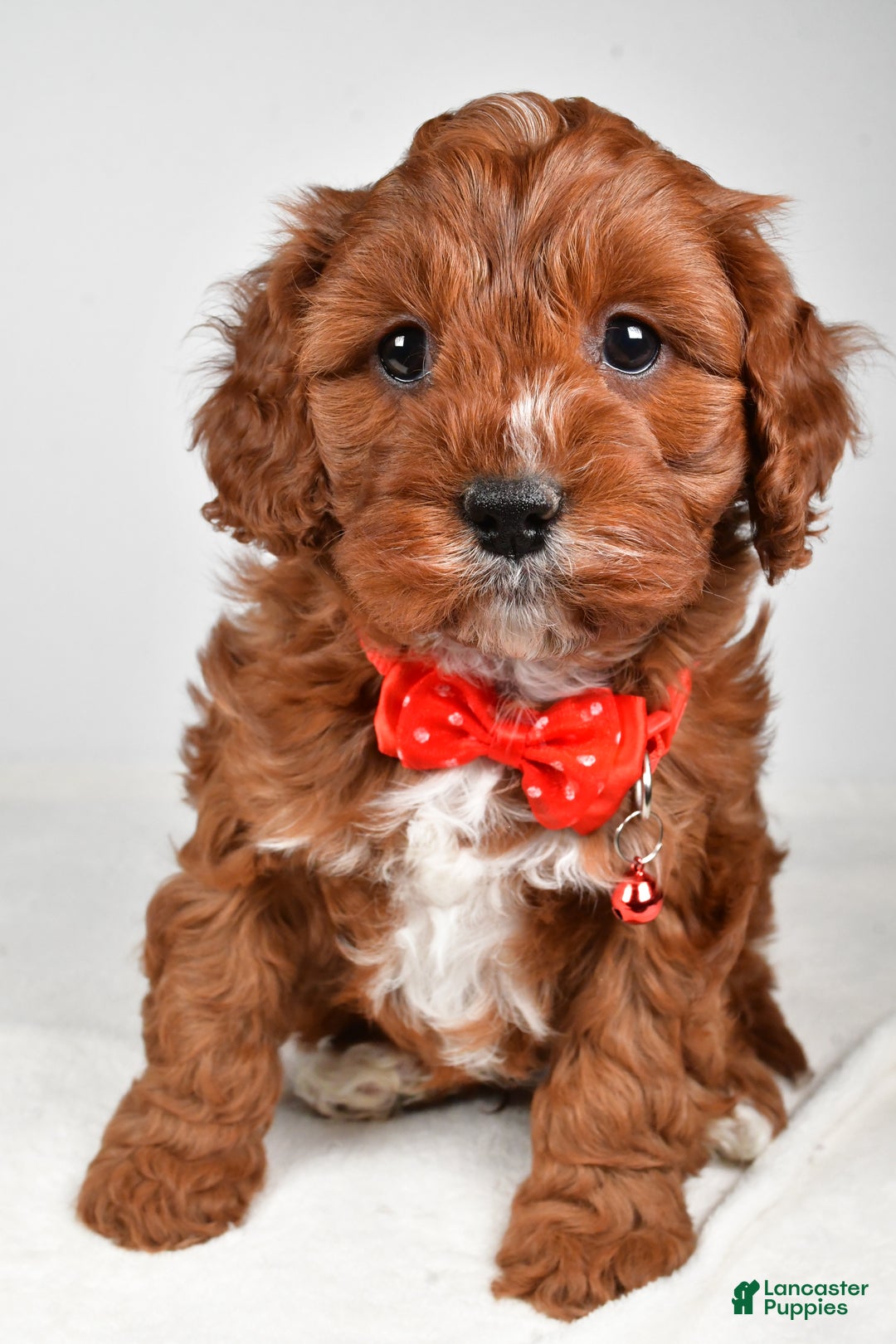 Cavapoo dogs for sale: Jack - Ad 6