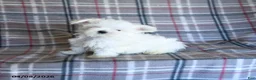 Maltese dogs for sale: Toby - Ad 4