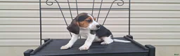 Beagle dogs for sale: WILLOW - Ad 6