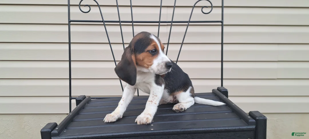 Beagle dogs for sale: WILLOW - Ad 6