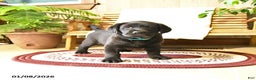 Labrador Retriever dogs for sale: Luke  - Ad 3
