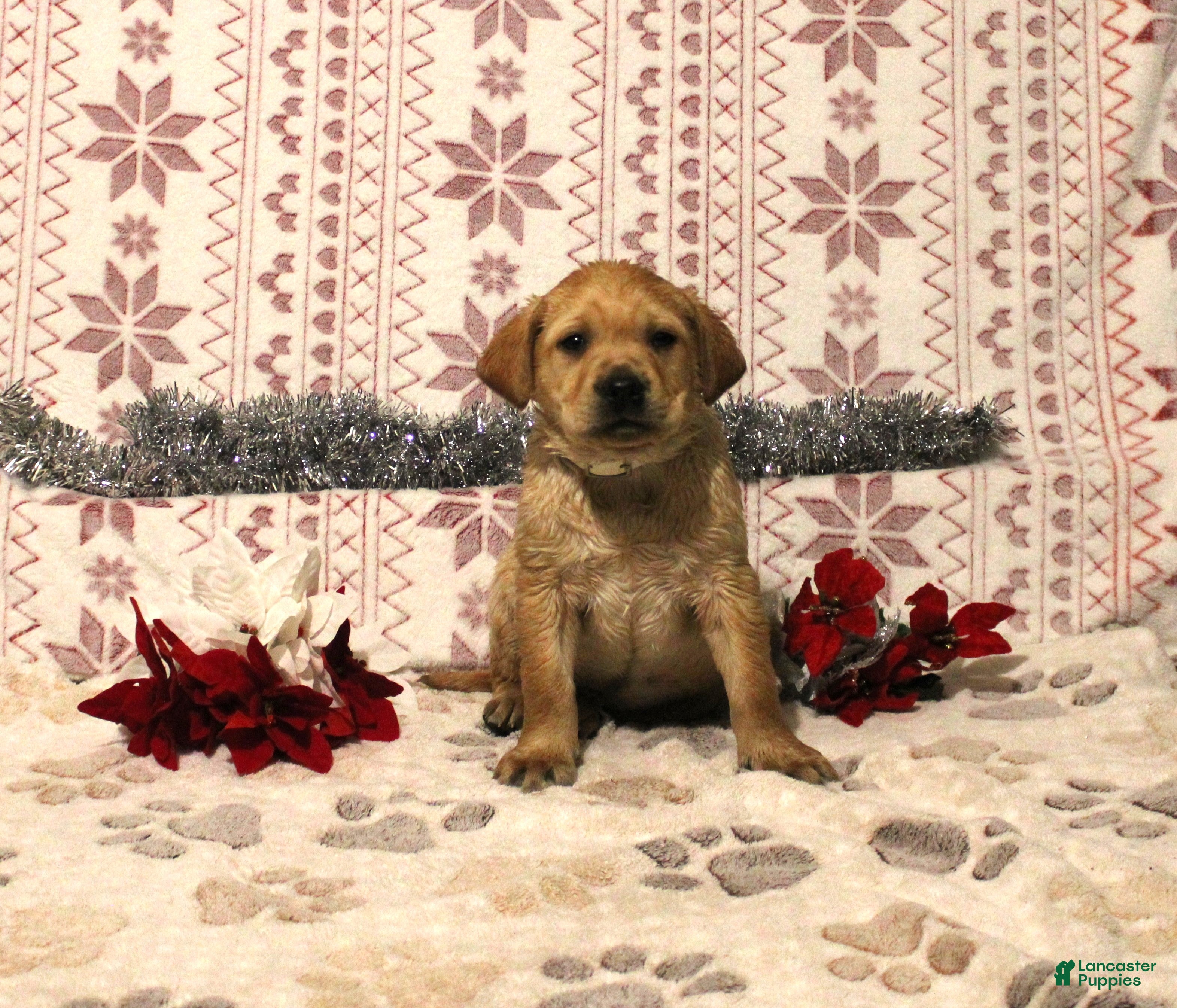 Labrador Retriever dogs Charlie - Ad 34