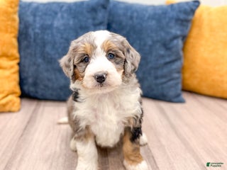 Mini Bernedoodle dogs Layla - Ad 36