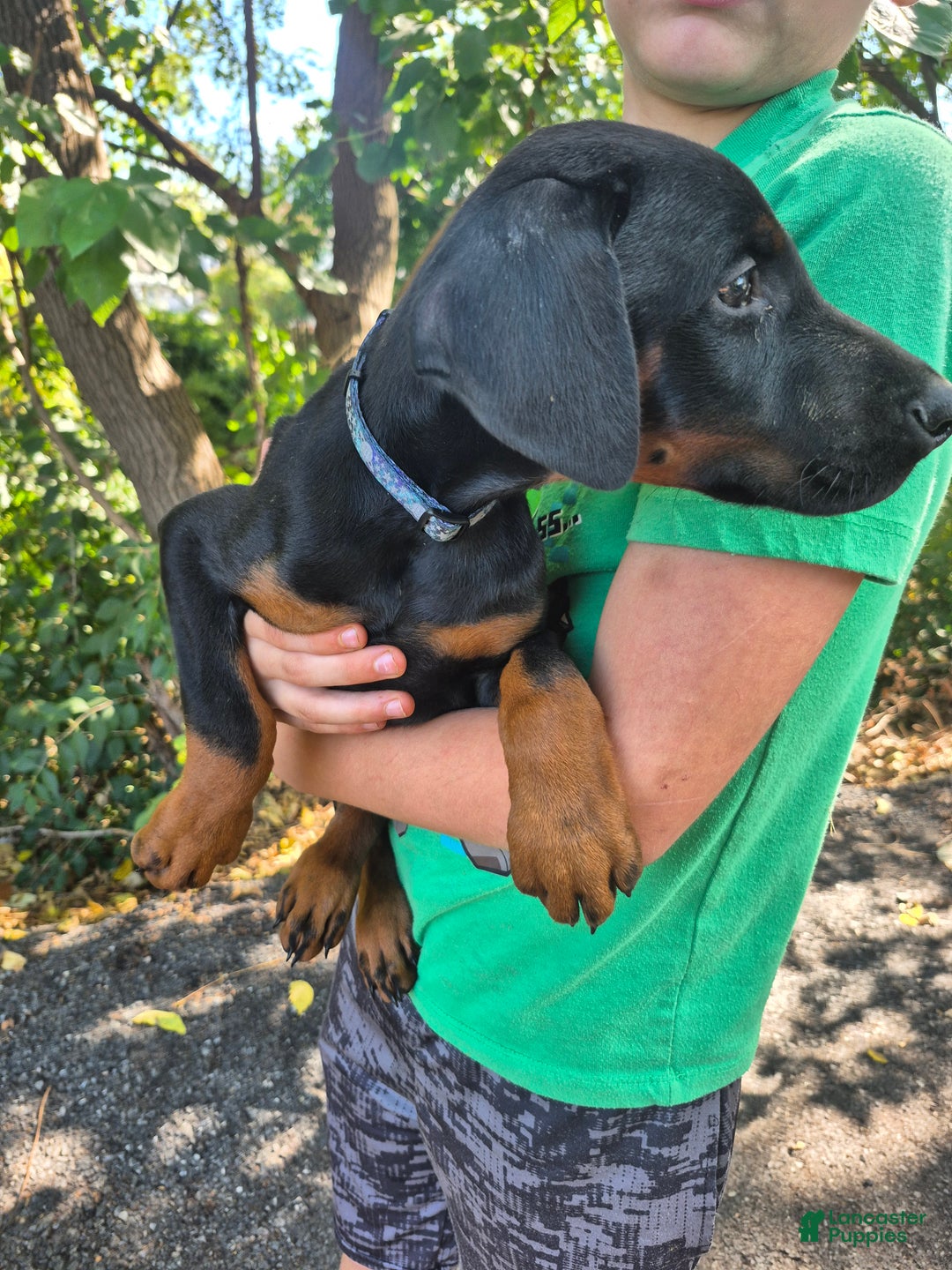 Doberman Pinscher dogs for sale: Pluto - Ad 9