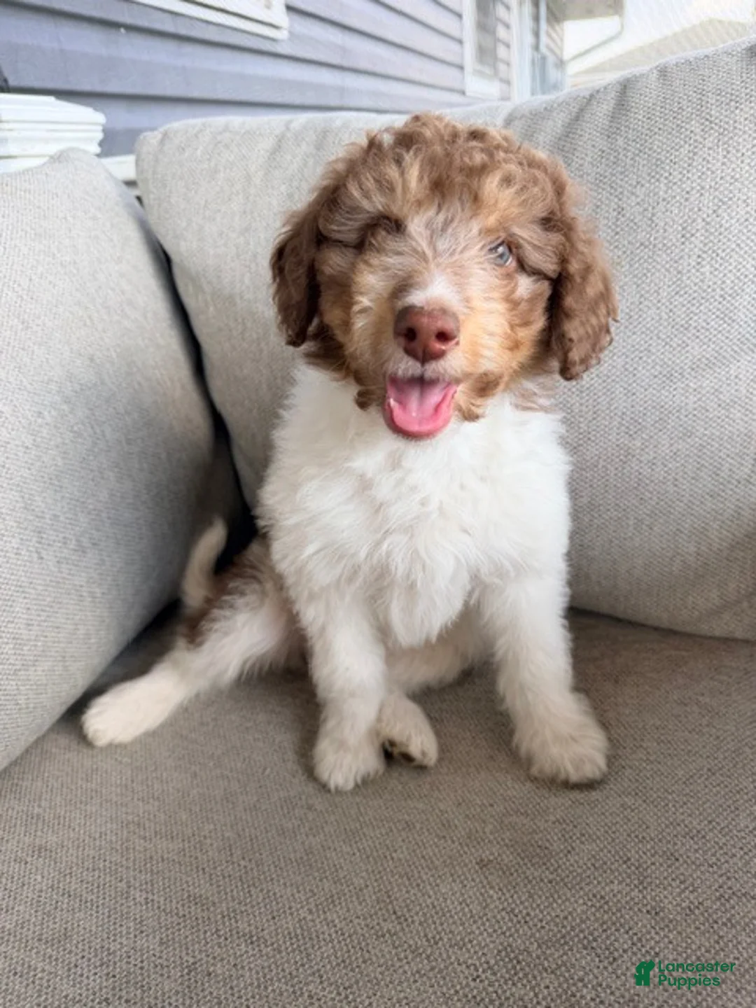 Mixed Breed dogs for sale: Bruno - Ad 1