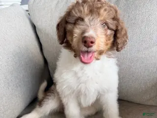 Mixed Breed dogs Bruno - Ad 20