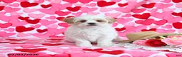 Shorkie dogs for sale: Cupid - Ad 3