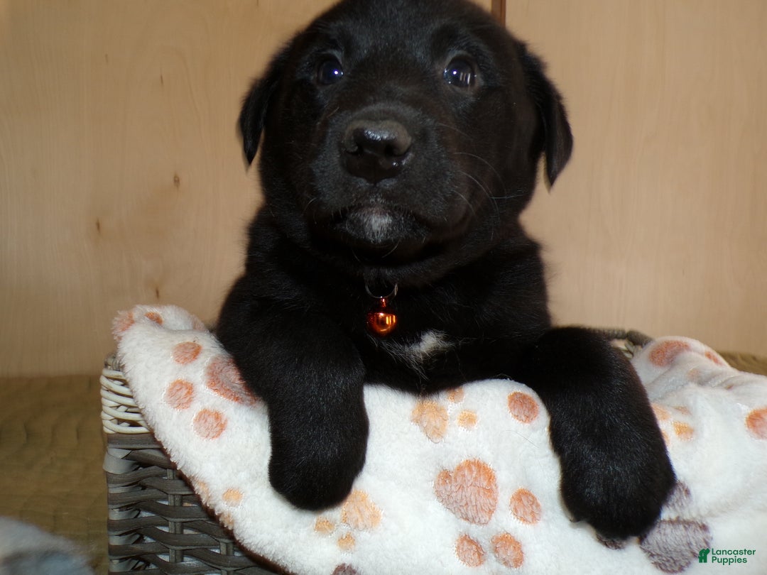 Border Collie dogs for sale: Border Collie Puppy 2 Lanny - Ad 3
