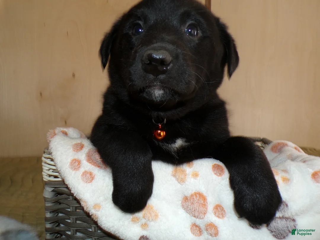 Border Collie dogs for sale: Border Collie Puppy 2 Lanny - Ad 3