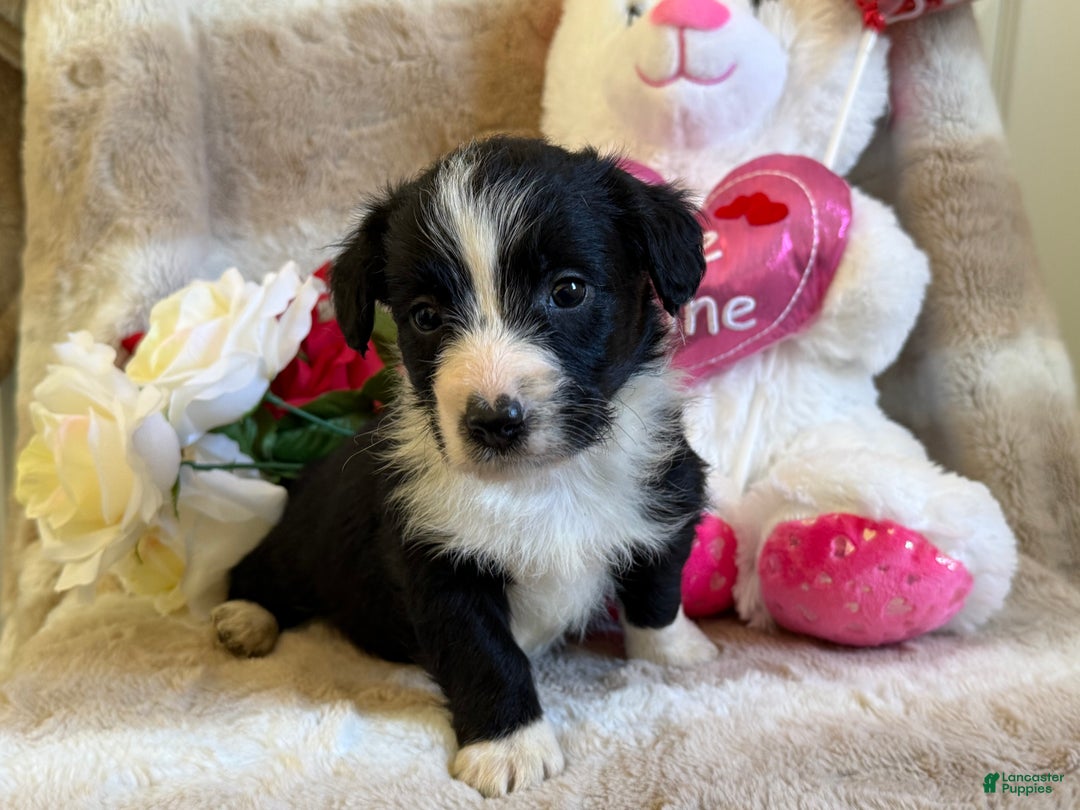 Mixed Breed dogs for sale: Alaric  - Ad 2