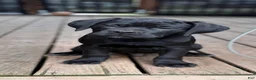 Cane Corso dogs for sale: BMO - Ad 1