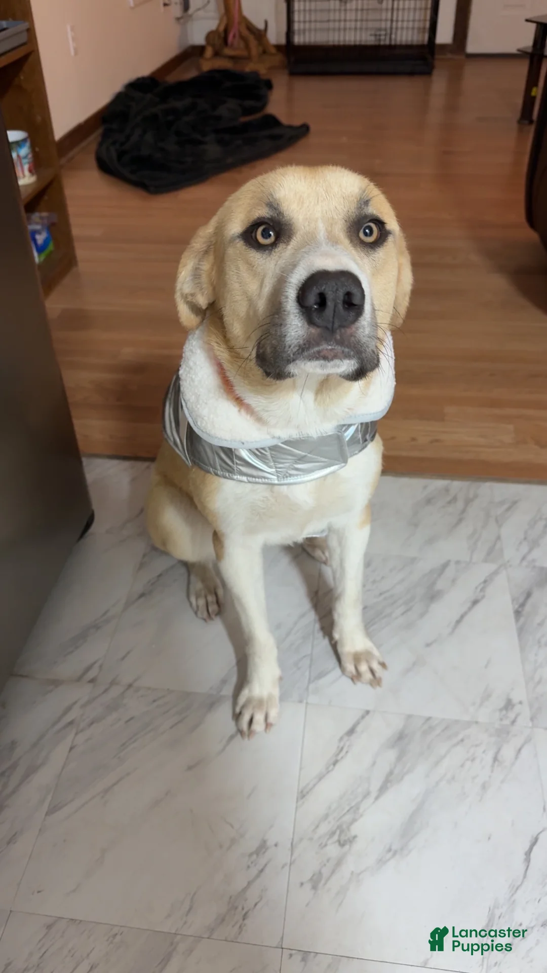 Mixed Breed dogs for sale: Peanut - Ad 3