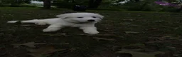 Great Pyrenees dogs for sale: Great Pyrenees pup - Ad 8