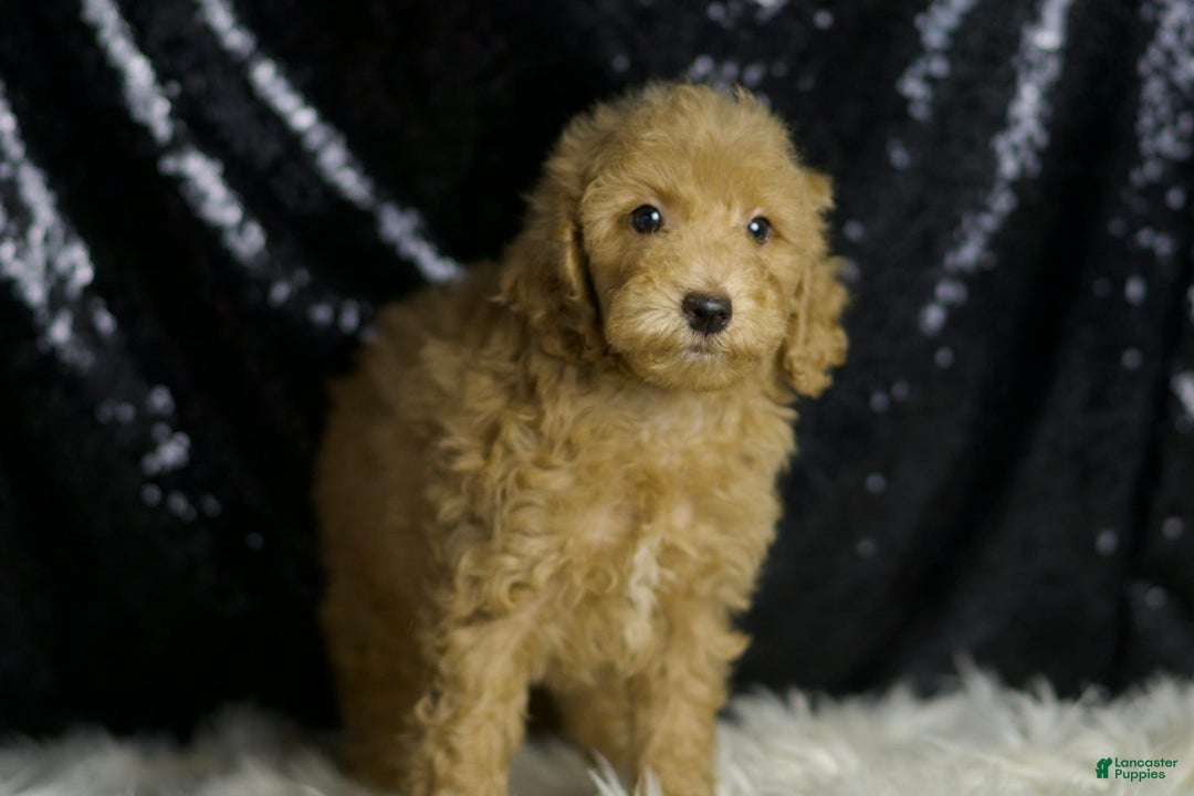 Mini Goldendoodle dogs for sale: Marvel - Ad 4