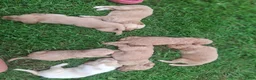 Labradoodle dogs for sale: Labradoodle 9 - Ad 3