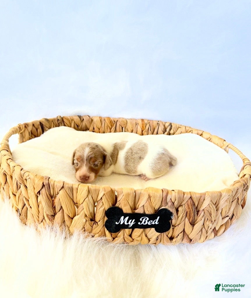 Miniature Dachshund dogs AKC Woody - Ad 2