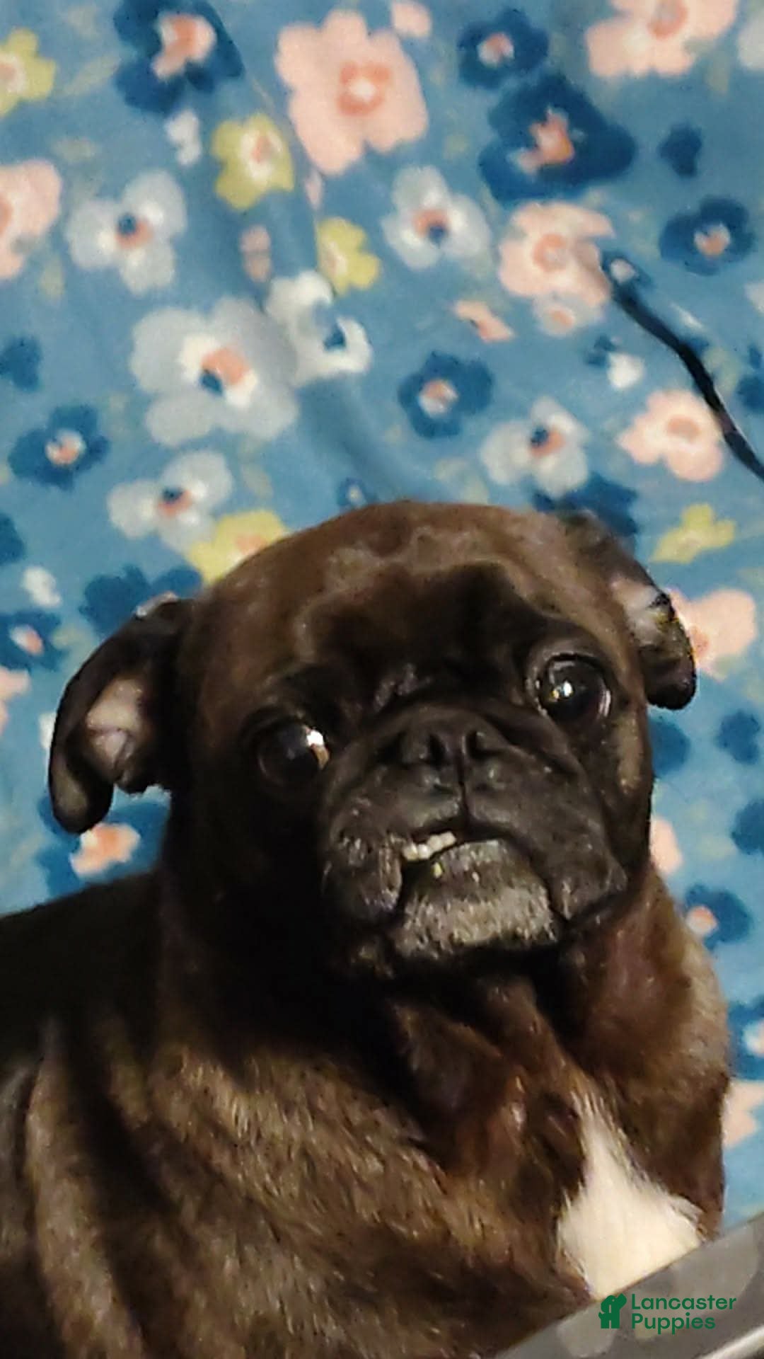Jojo