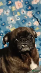 Jojo