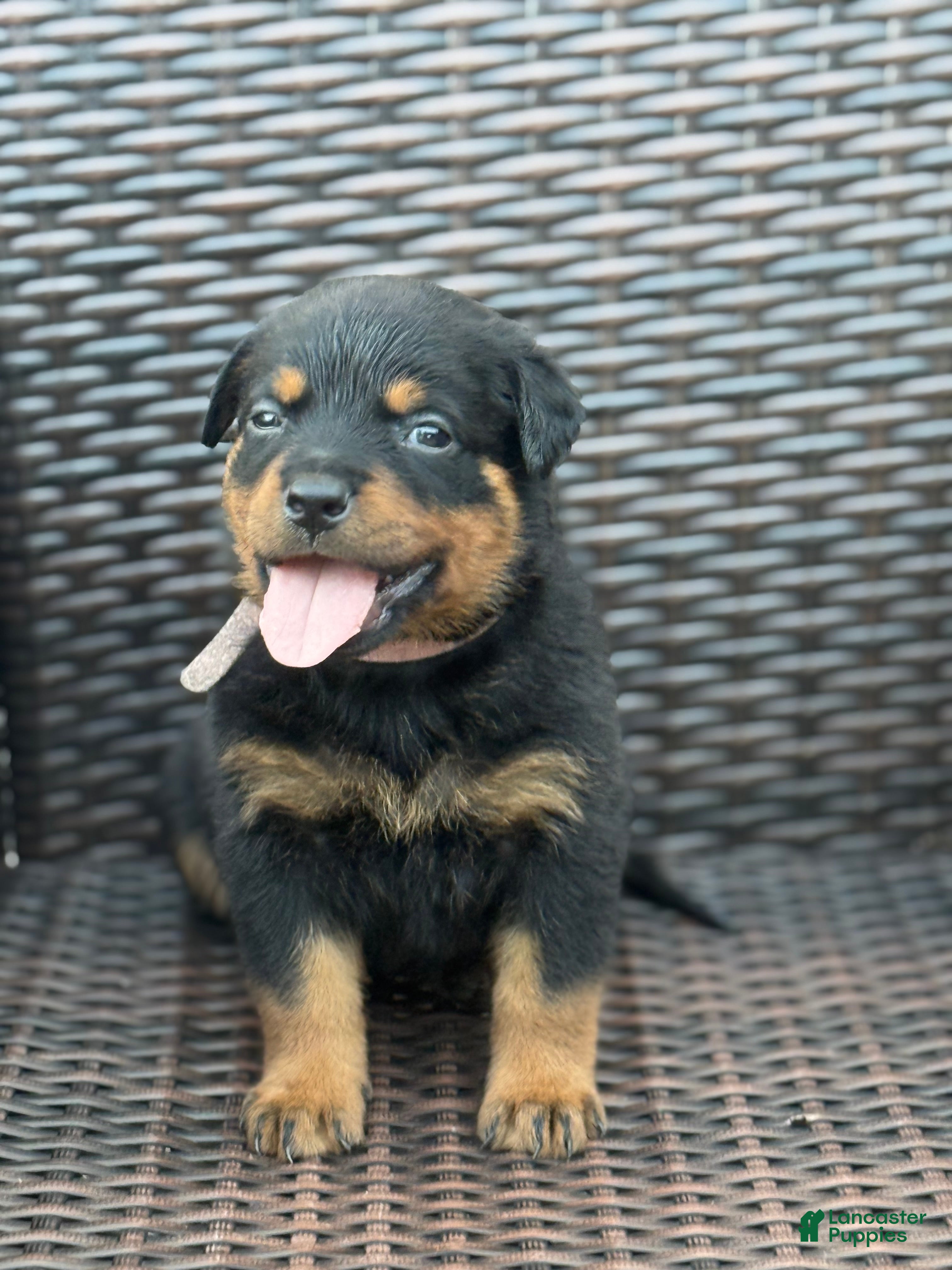 Rottweiler dogs Luna - Ad 10