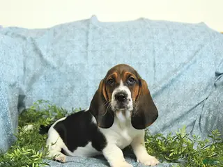 Basset Hound dogs Hazel - Ad 2
