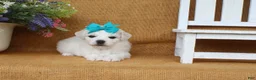Bichon Frise dogs for sale: Aurora  - Ad 4