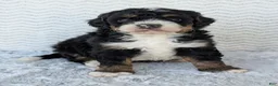 Mini Bernedoodle dogs for sale: Mini Nemo  - Ad 16