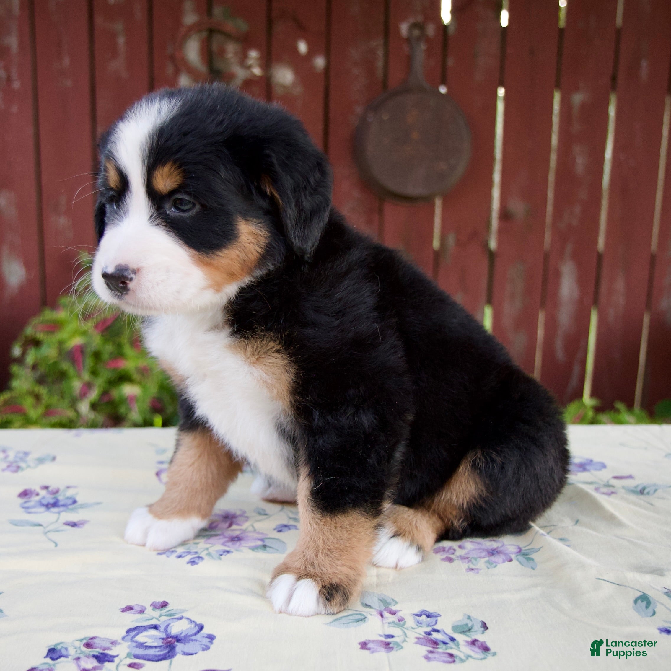 Bernese Mountain Dog dogs Sadie - Ad 2