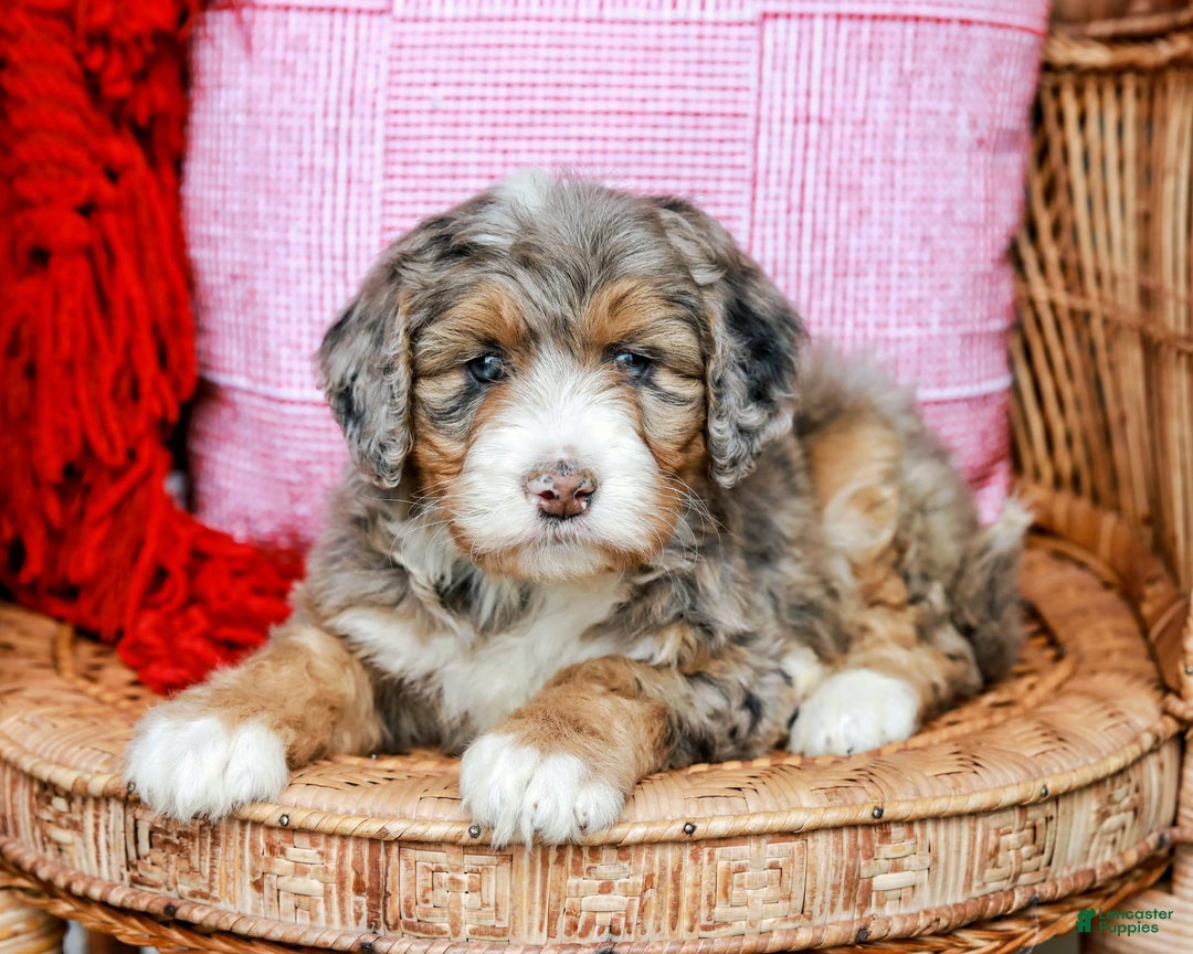 Gallery Image {{count}}